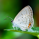 Gram Blue