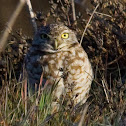 Burrowing Owl