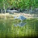 Grey Heron
