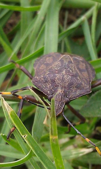 Spotting Image 1