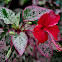 Hibiscus