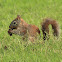 Arizona Gray Squirrel