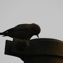 Brown rock chat