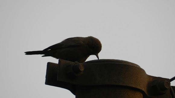 Spotting Image 1