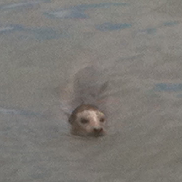 Spotting Image 1
