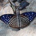 Striped Blue Crow
