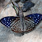 Striped Blue Crow