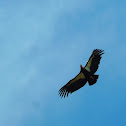 California Condor