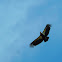 California Condor