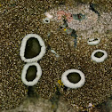 Parmelina tiliacea