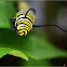Monarch catterpillar