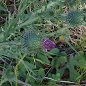 Scotch (Cotton) Thistle