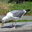 Western Gull