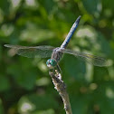 Blue Dasher