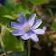Anemone Hepatica