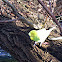 Budgerigar