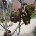 pawpaw, Indiana banana