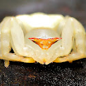 Crab Spider