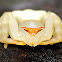 Crab Spider