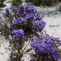 Shrubby Pimpernel (Morrião-grande)