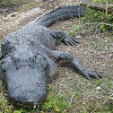 American Alligator