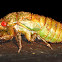 Cicada