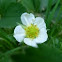 Wild Strawberry
