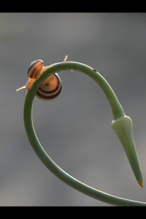 How to install Snail Race by V.Mishchenko patch 1.0 apk for laptop