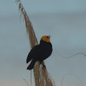 Yellow Headed Black Bird