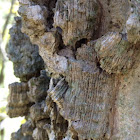 Hackberry Tree
