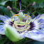 Passiflora