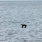 Double-Crested Cormorant