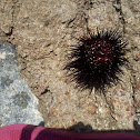 Sea urchin black