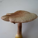 Reddening Lepiota, Lepiota americana