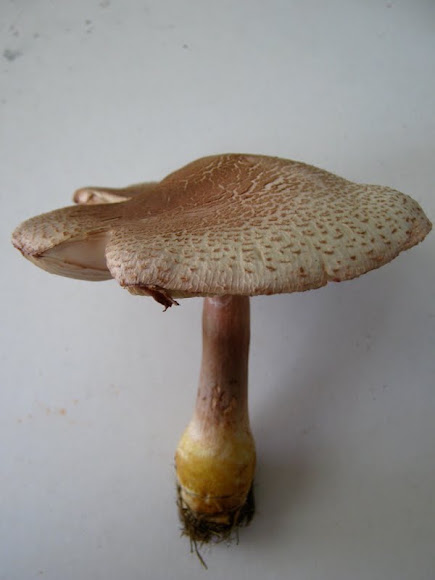 Spotting Image 1