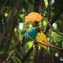 The Bay-headed Tanager or Tangara cabeciroja