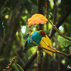 The Bay-headed Tanager or Tangara cabeciroja