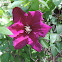 Clematis