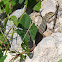 Six-lined Racerunner