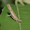 Grass-veneer moth