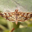 Assembly Moth