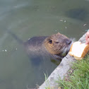 Nutria (Copyu)
