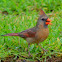 Northern Cardinal (Female)