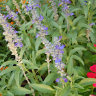 blue salvia