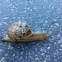 Snail
