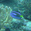 Palette Surgeonfish