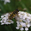 Hoverfly