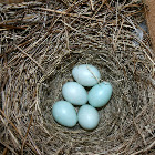 Bluebird Eggs