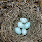 Bluebird Eggs