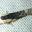 Bird Dropping Moth